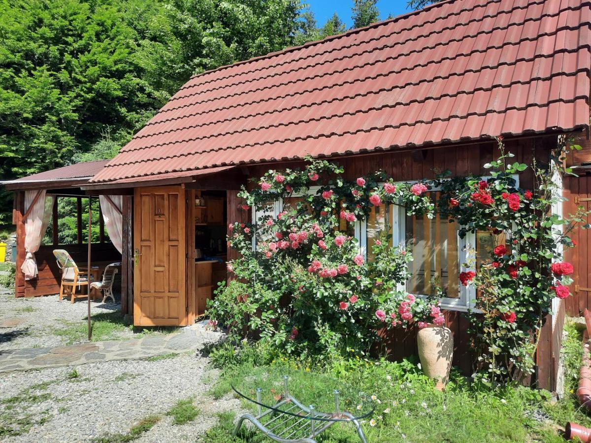 Appartamento Casa Maia Cîrţişoara Esterno foto
